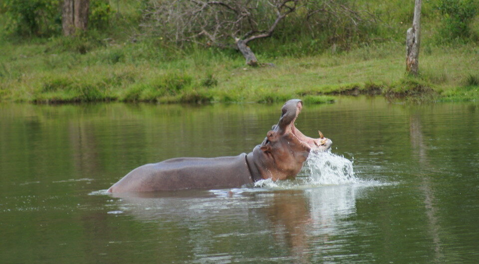   Alvaro Morales Ríos / Wikimedia Commmons / CC BY-SA 4.0 DEED