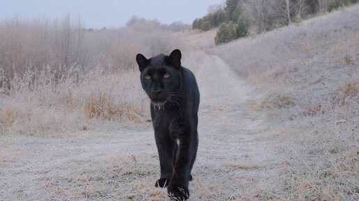 Прогулка на морозе❄️ пантера Луна заглянула на дамбу 😸