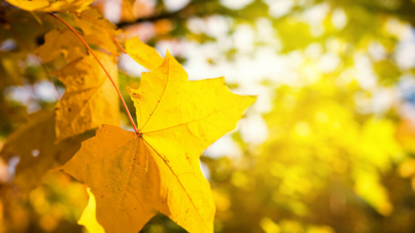   Gettyimages.ru pashapixel