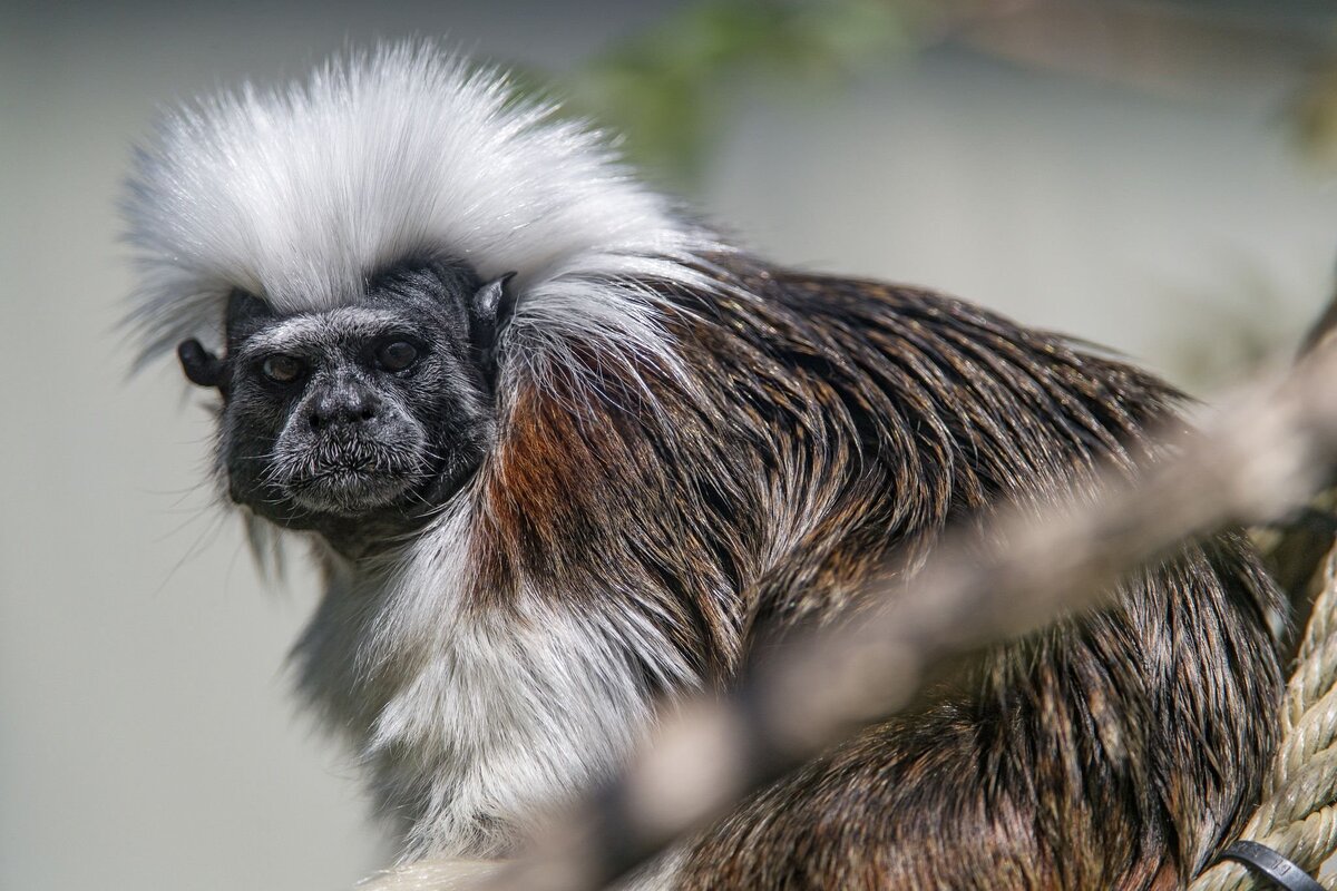 Пегий тамарин недоволен шумом. Фото из открытого источника.