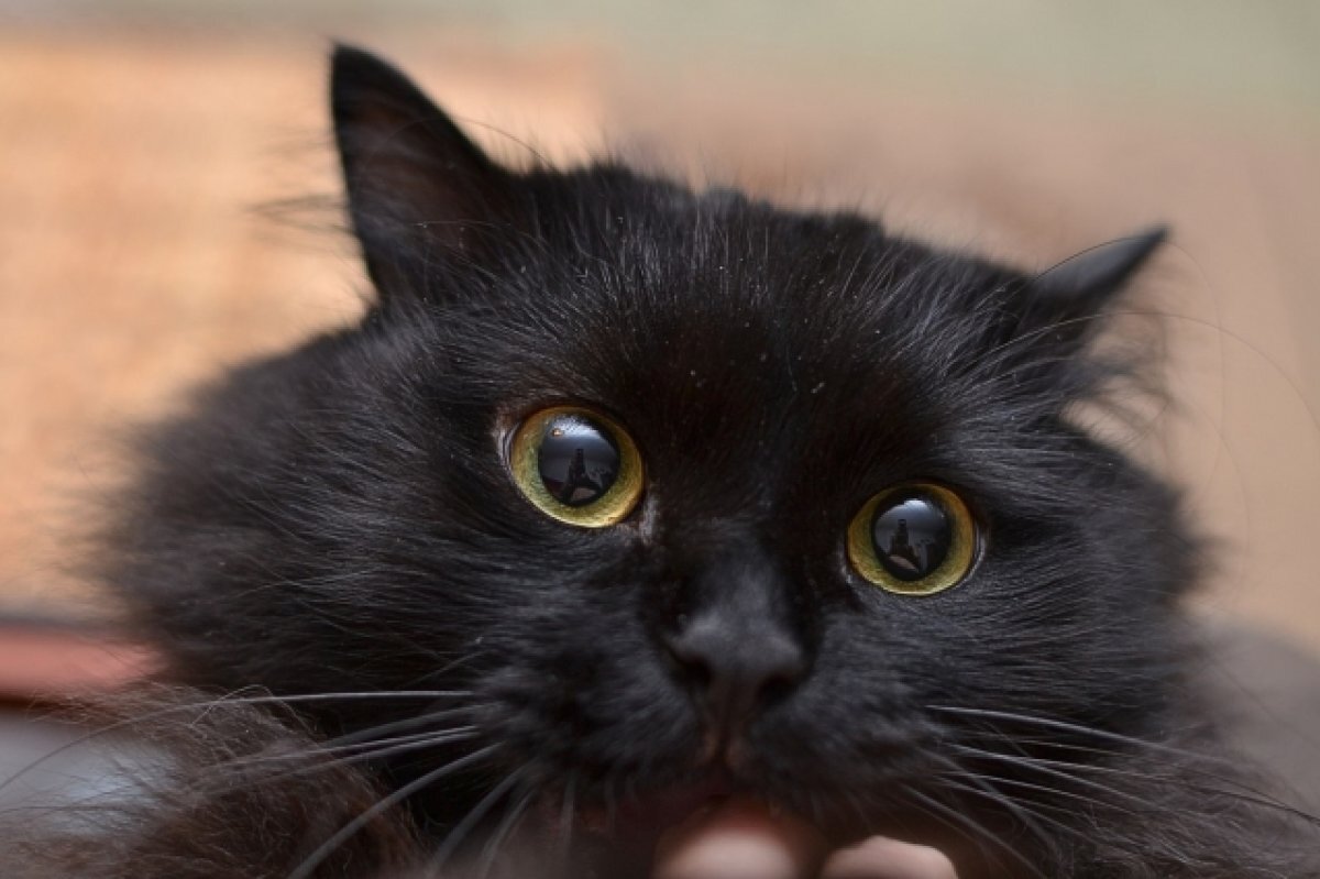    «Космическая Котовасия» начнется в Волгоградском планетарии с 4 ноября