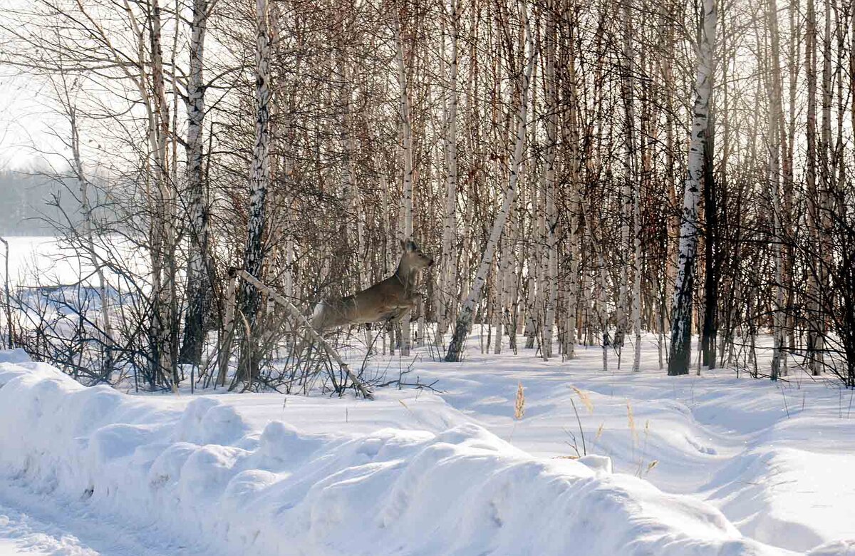 Государственный охотничий заказник сурские вершины. Заказник доволенский. Косуля байкаловский заказник. Заповедники ульяновской области. Камышловский заказник.