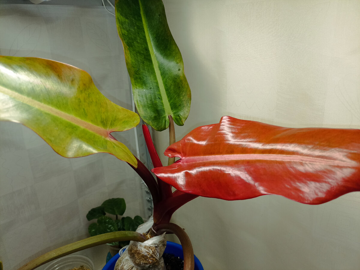 Филодендрон Осенняя королева