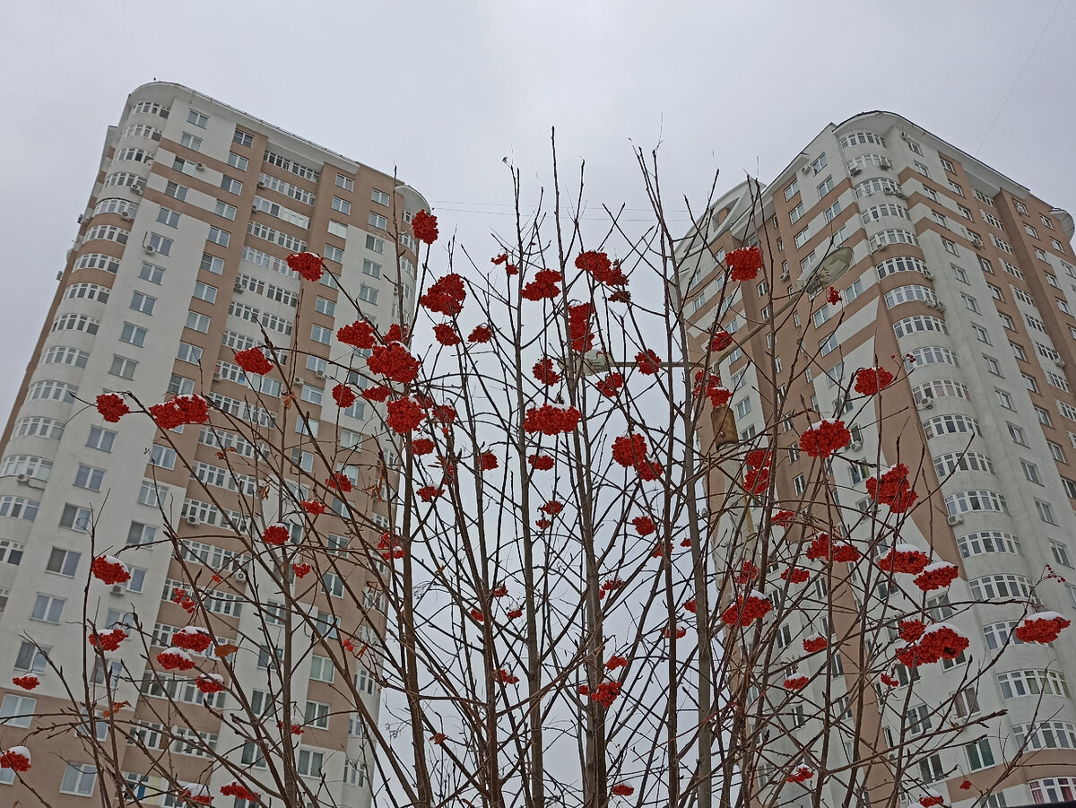 Ноябрь. Уже и снег выпал. Поздняя осень