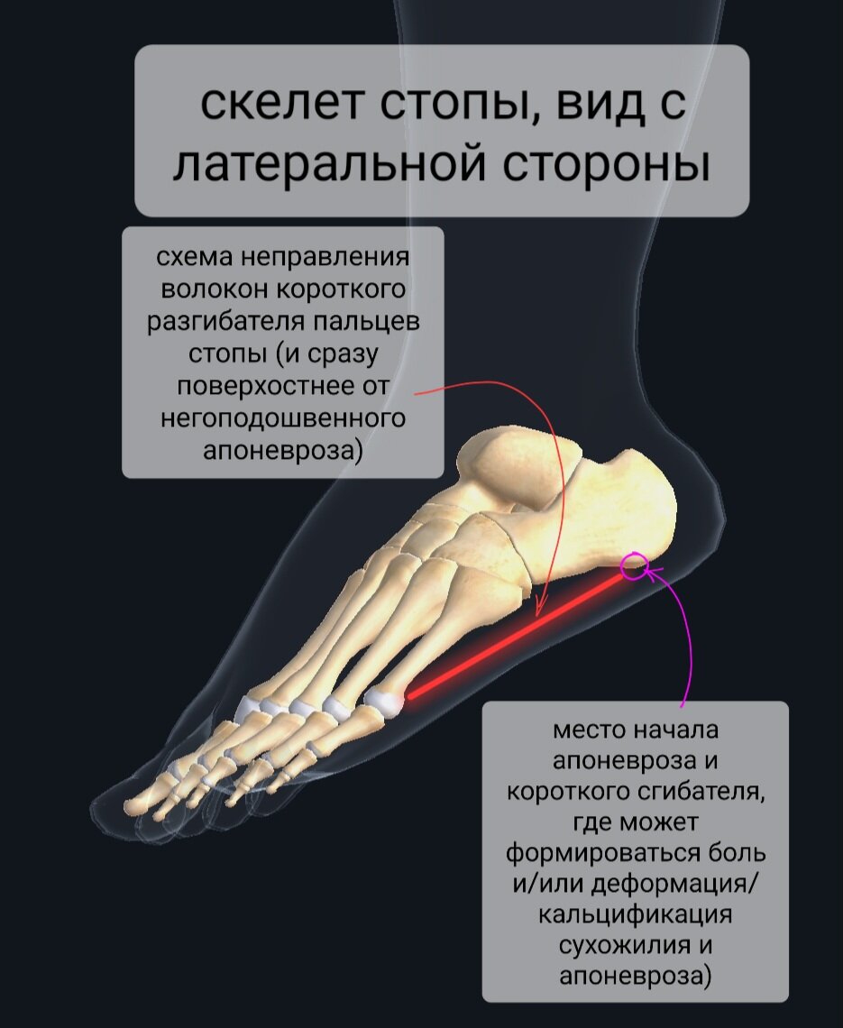 Сухожильные влагалища стопы плакат глянцевый А1+/А2+ › Купить оптом и в розницу › Цена от завода