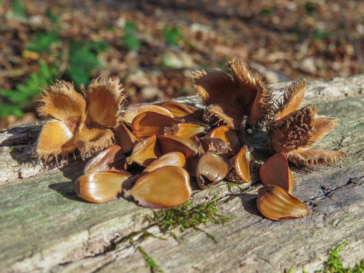 В гости к Черепу: идём в поход к самому крупному и необычному гроту в ...