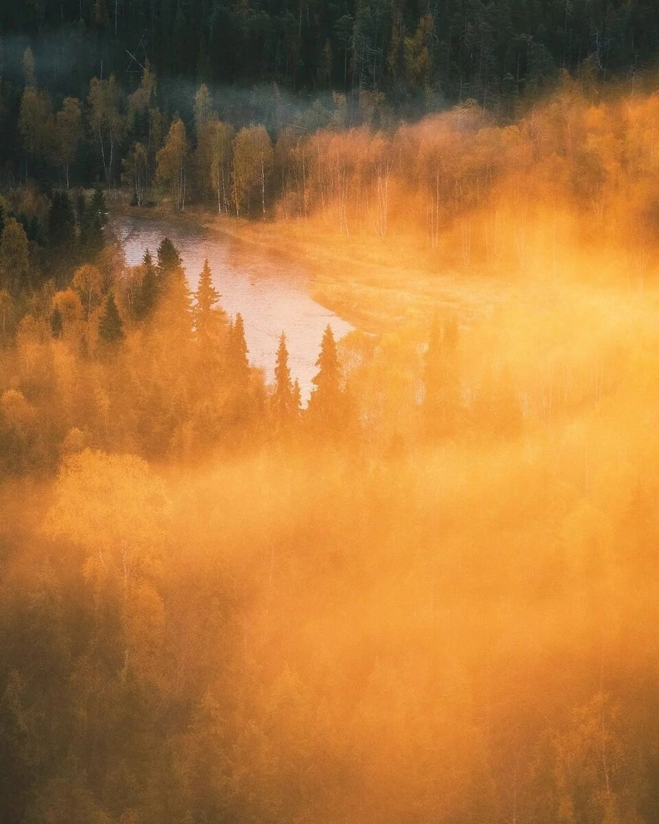 Горный лес в тумане. Justfog c1. Fog c. Fog c. Лес в тумане арт.