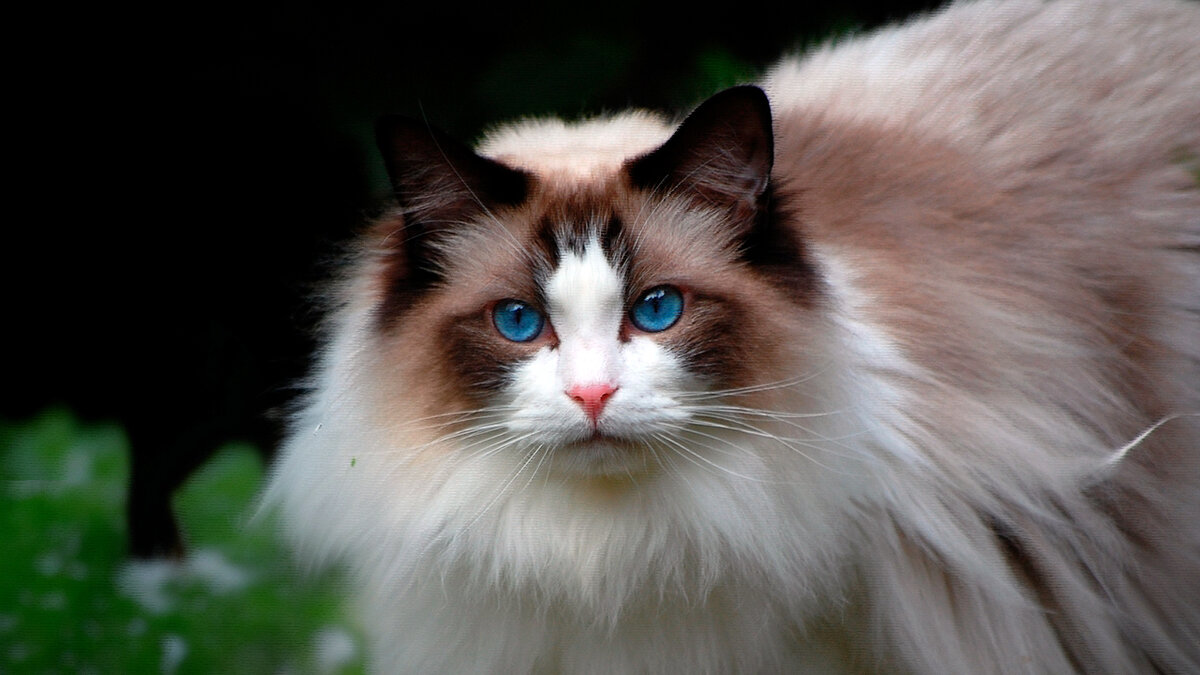 источник фото: on-desktop.com