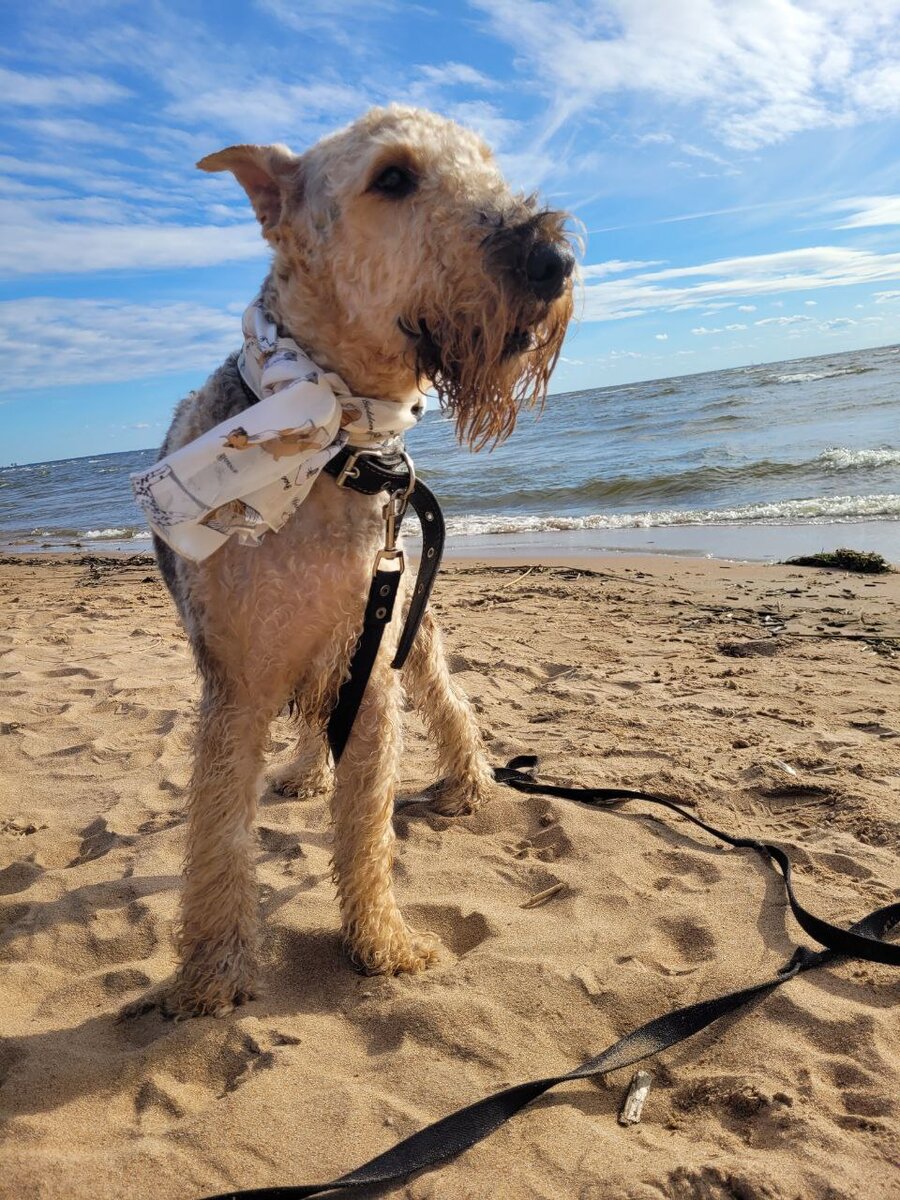 Как минимум не все собаки носят платки. Считается? 