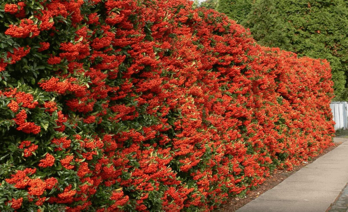Feuerdorn Red Column - Pyracantha Red Column günstig online kaufen Feuerdorn, Pf