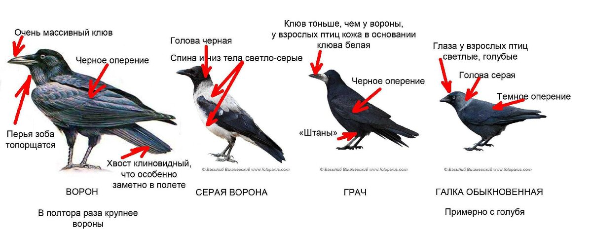 Ворон ворона грач галка