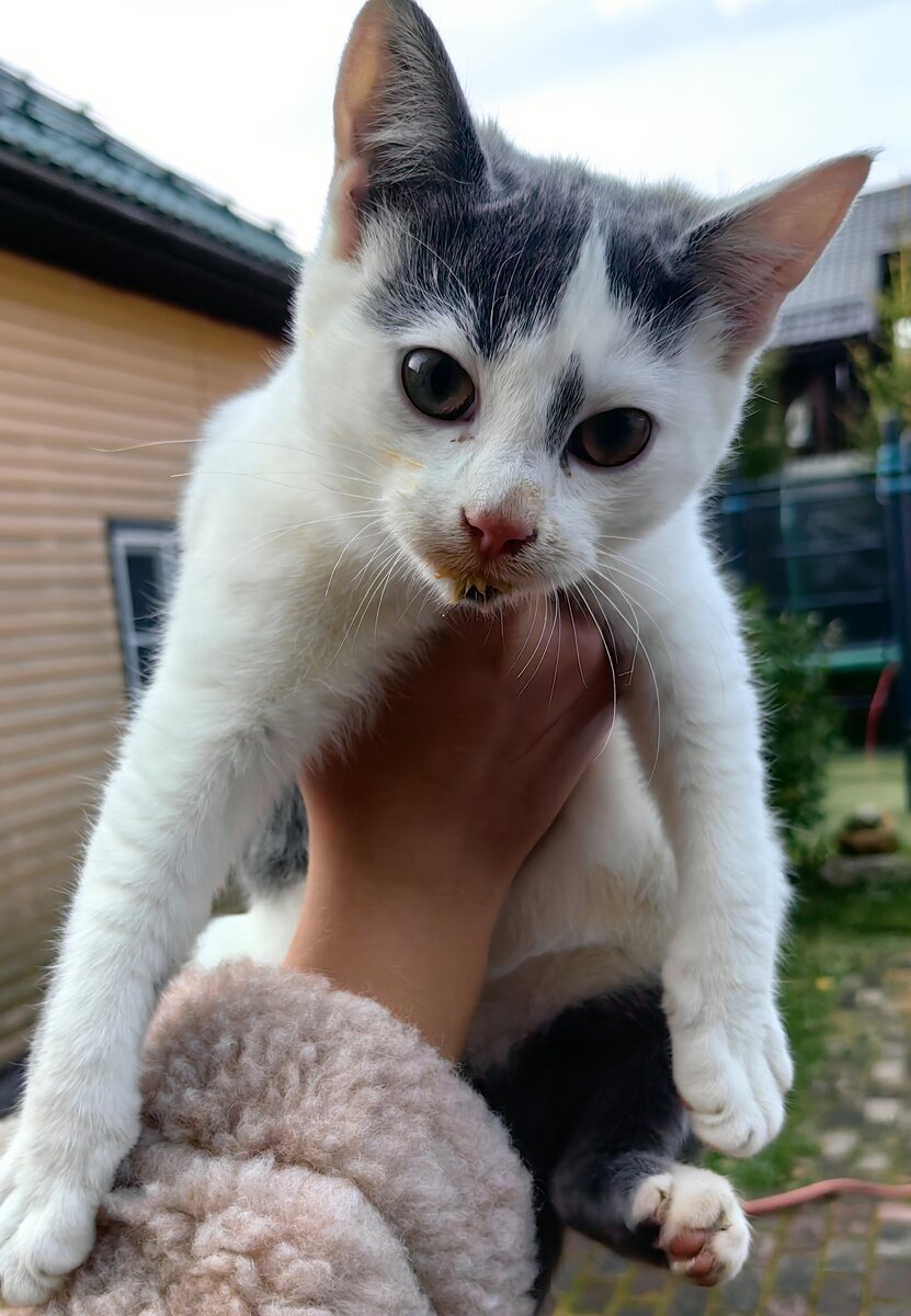 Маркиз, еще когда был здоровый.