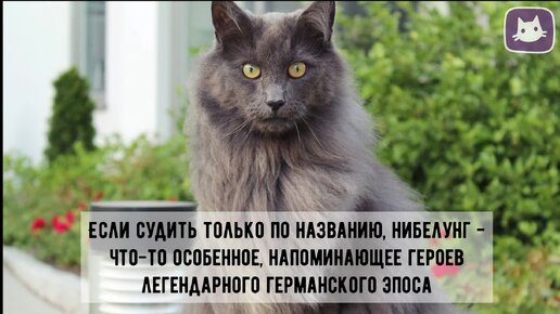 😺Кто такой Нибелунг, что за зверь?