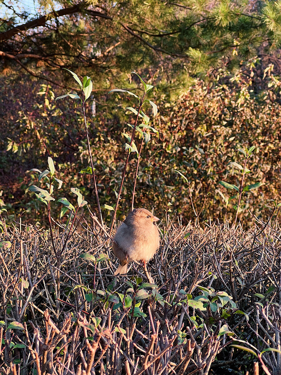 Воробушек в парке. Милый и такой обиженный, как мои хейтеры) 