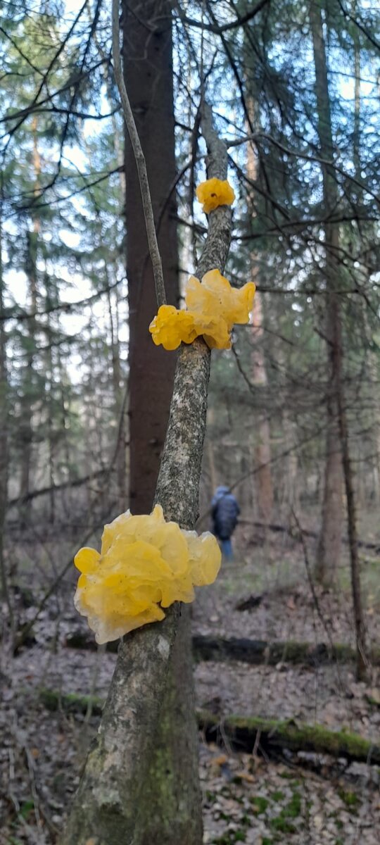 Дрожалка оранжевая