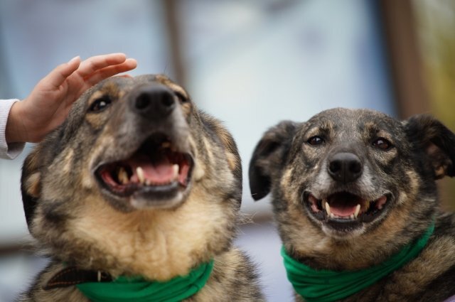    В какие мифы о собаках мы верим зря?