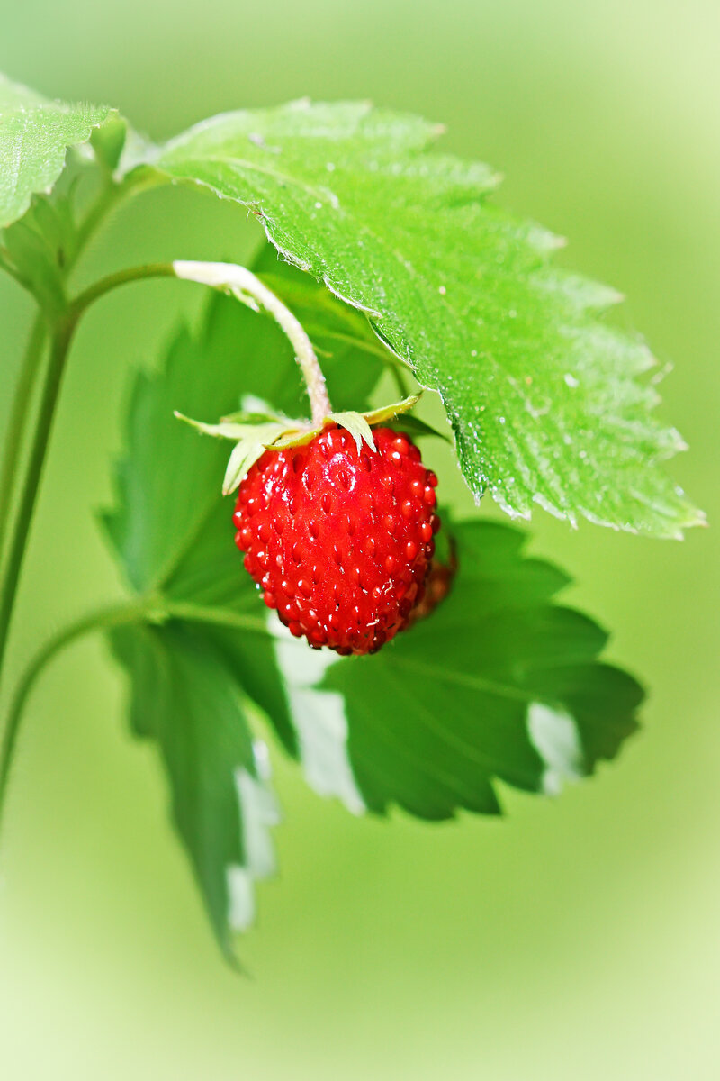 Земляника лесная ( лат. Fragaria vesca L. - семейство Rosaceae).  Дикорастущая флора Новосибирской области. | Сибирь в объективе. Евгений  Мухортов | Дзен