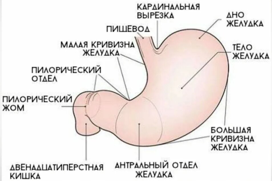 Антральный отдел желудка фото на человеке