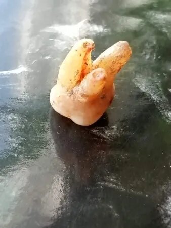 "В новой работе исследователи проанализировали коренной зуб нижней челюсти, принадлежавший денисовцу, жившему 160 тысяч лет тому назад на Тибетском плоскогорье. Оказалось, что у этого зуба три корня, что было очень похоже на коренные нижние зубы, которые встречаются у жителей Восточной Азии (от Непала и далее на восток) и аборигенов Нового Света." https://nauka.tass.ru/nauka/6815502