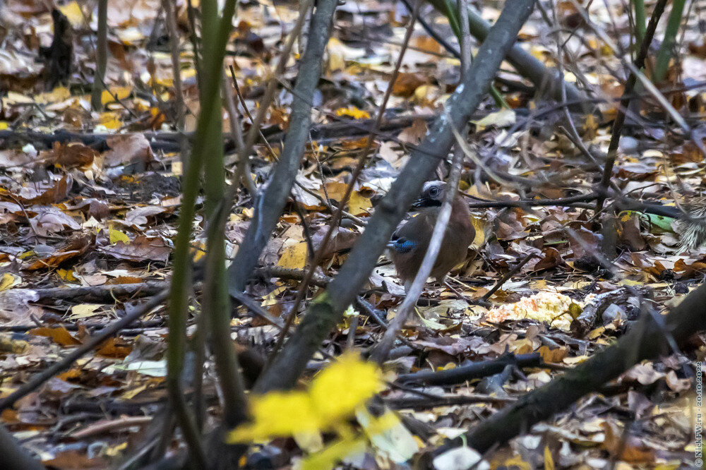 Сойка... © NickFW.ru — 20.10.2022г.