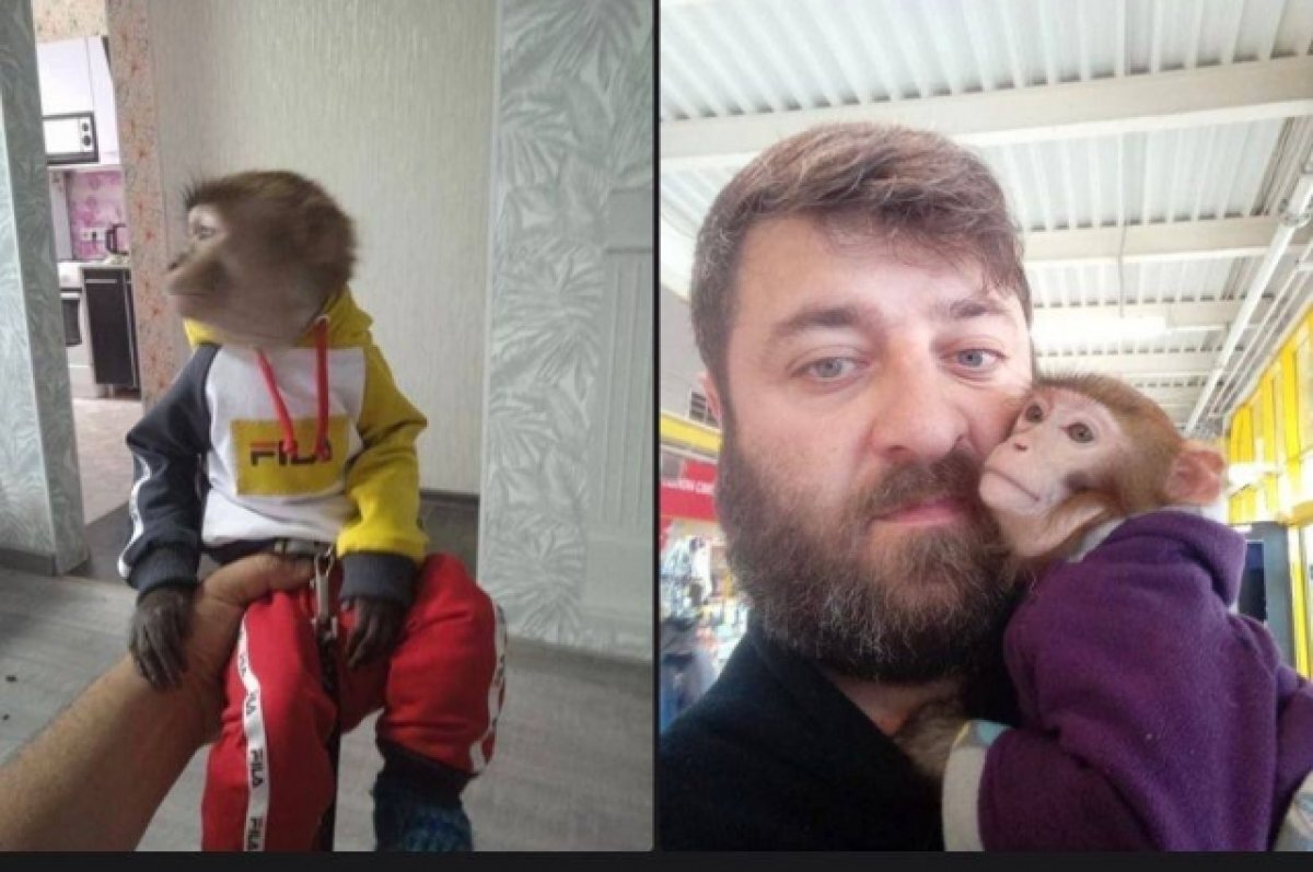    Пропавшую обезьяну ищет кемеровчанин, который продавал замученного ару