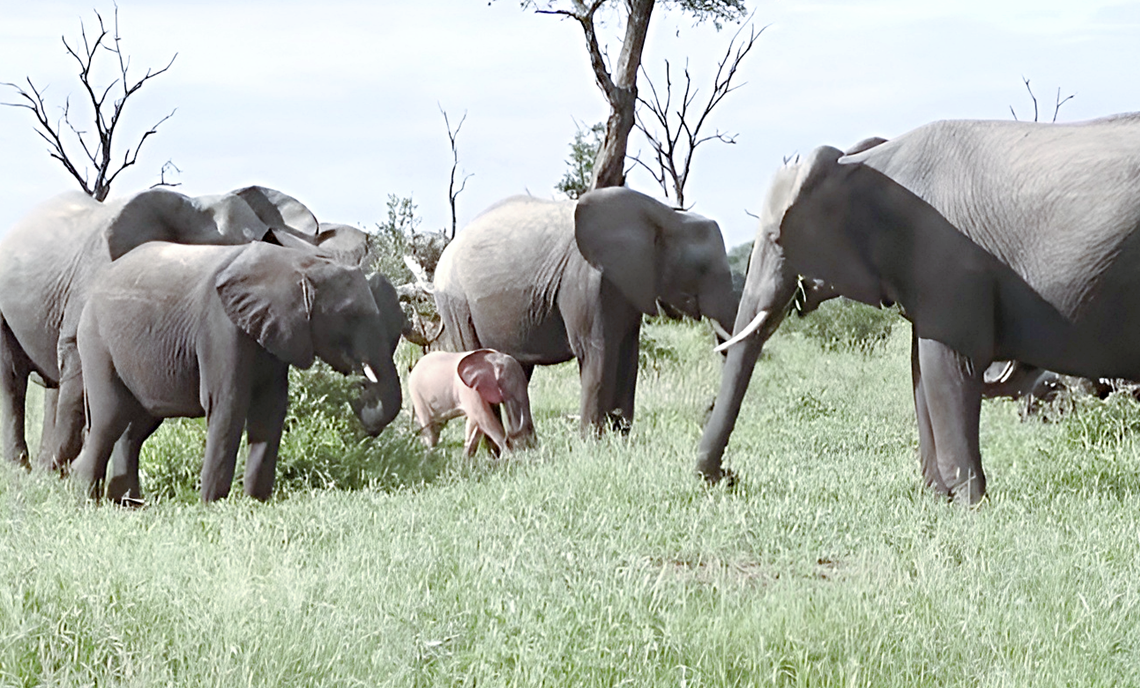 аллея баобабов мадагаскар. розовый слон стих горбовский. розовый слон глеб горбовский. где баобабы вышли на склон жил. розовый слон песня слова.