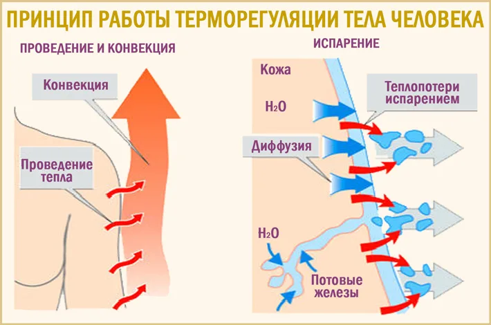 Как терморегуляция поддерживается в организме. Терморегуляция организма человека. Терморегуляция тела человека. Процессы терморегуляции человека. Терморегуляция организма человека схема.