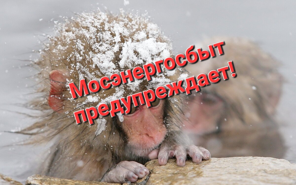 Фото из яндекса, текст наложен автором