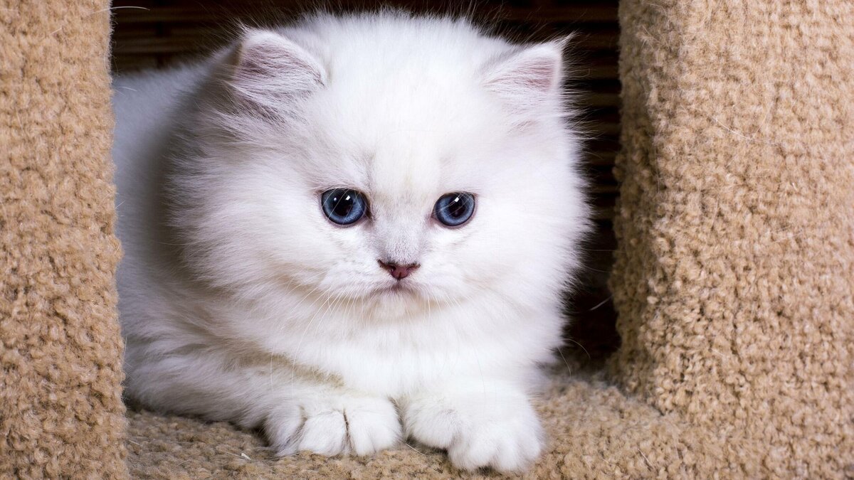    Пропишутся у ветеринара: порода милых котиков, которые часто болеют© Global Look Press | Elena Sikorskaya