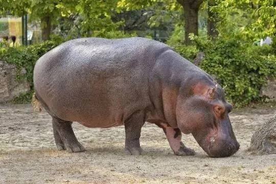    Бегемотов Эскобара усыпят из-за их активного размножения