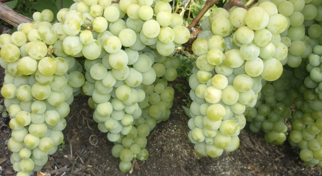 Перспективные сорта винограда для урала.