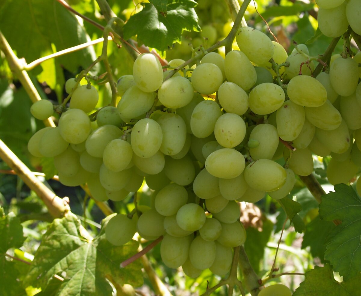 Перспективные сорта винограда для урала.