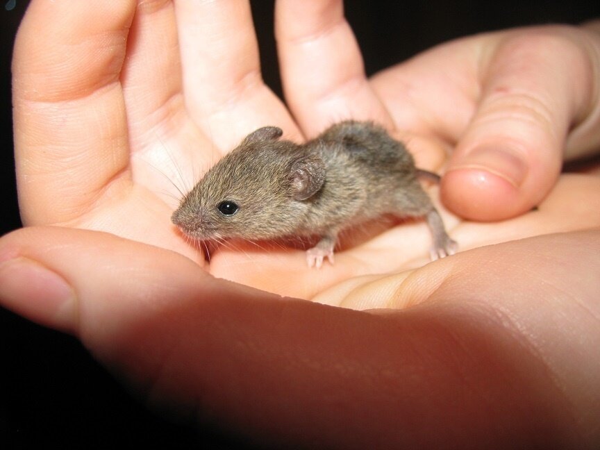 Серая ручная крыса. Японские мышки. Можно ли приручить мышь. Крыса дамбо. Мышь в кровати.