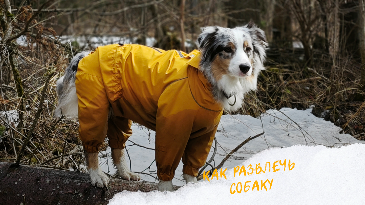 Аусси Марси