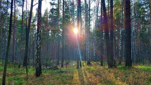 Осень в лесу. Пока ещё без морозов и сугробов. И даже грибы ещё попадаются