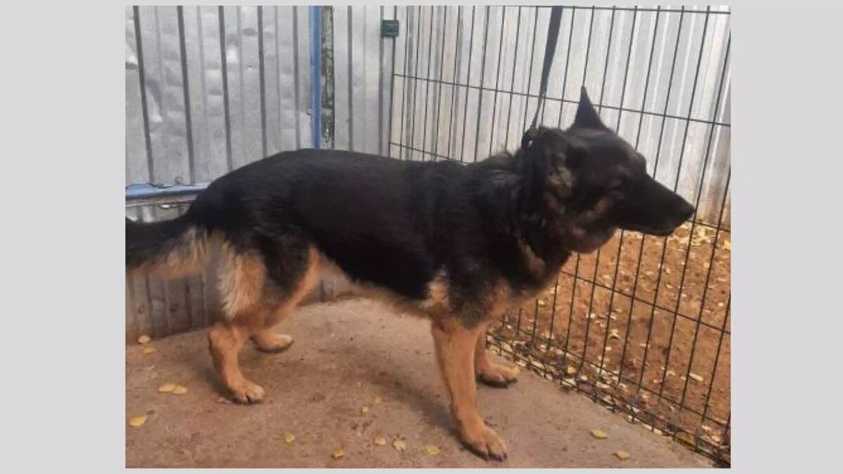     Собаке Дикси, прослужившей в кинологической службе полиции Ижевска 9 лет, нашли новых хозяев. Об этом сообщила пресс-служба МВД по Удмуртии.