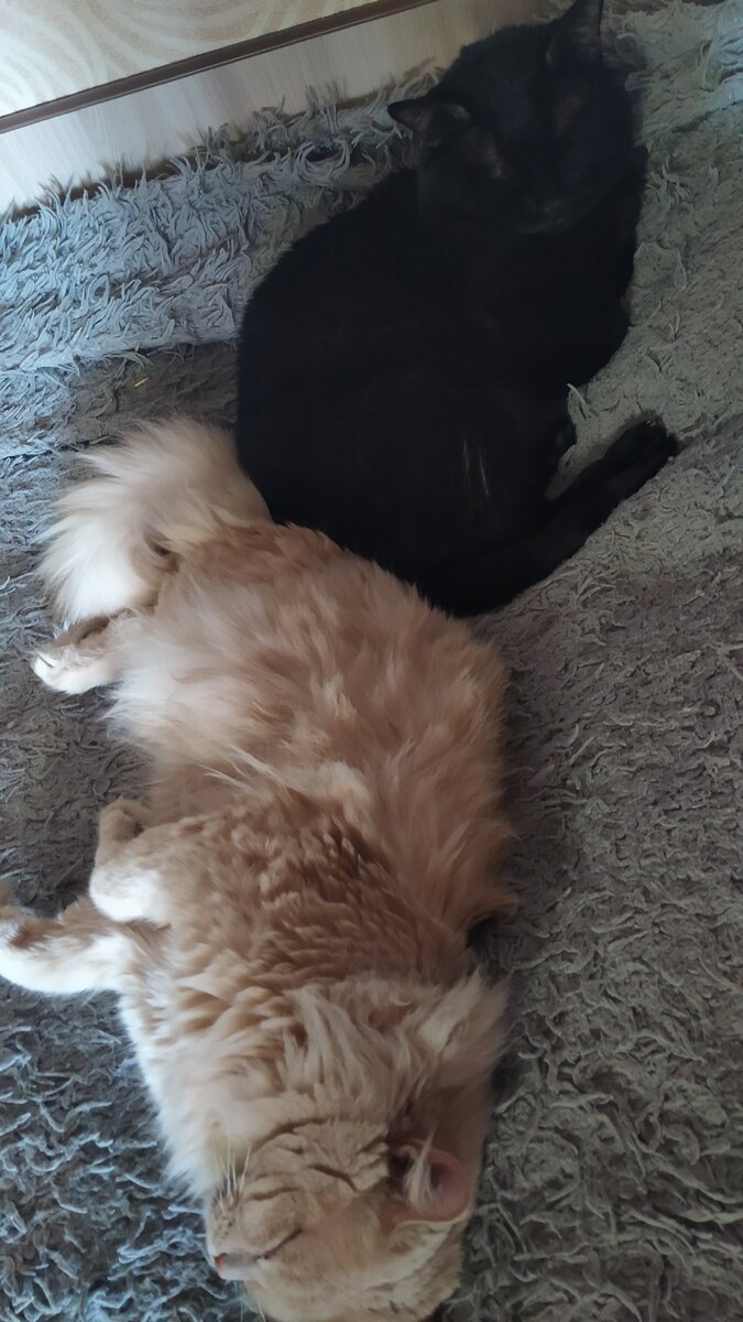 Коти спят