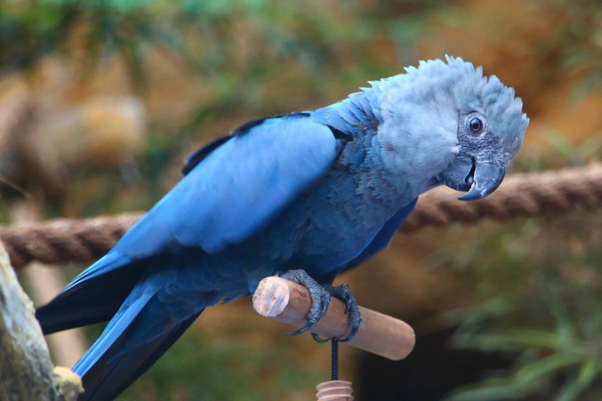Голубой Ара. Вымерший в дикой природе попугай. | Будни-зоолога | Дзен