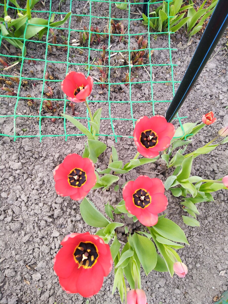 Астрологический прогноз, Венера в Весах