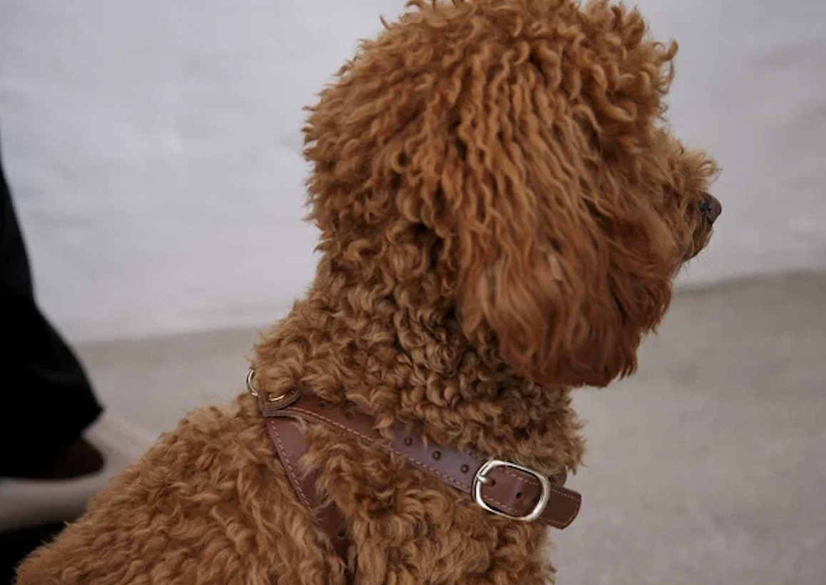 Шлейка из натуральной кожи FOR PETS