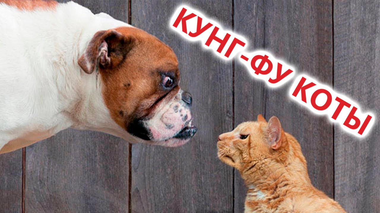 Приколы с котами! КУНГ-ФУ - КОТЫ!!! Смешные коты С ОЗВУЧКОЙ! Самые смешные  животные!