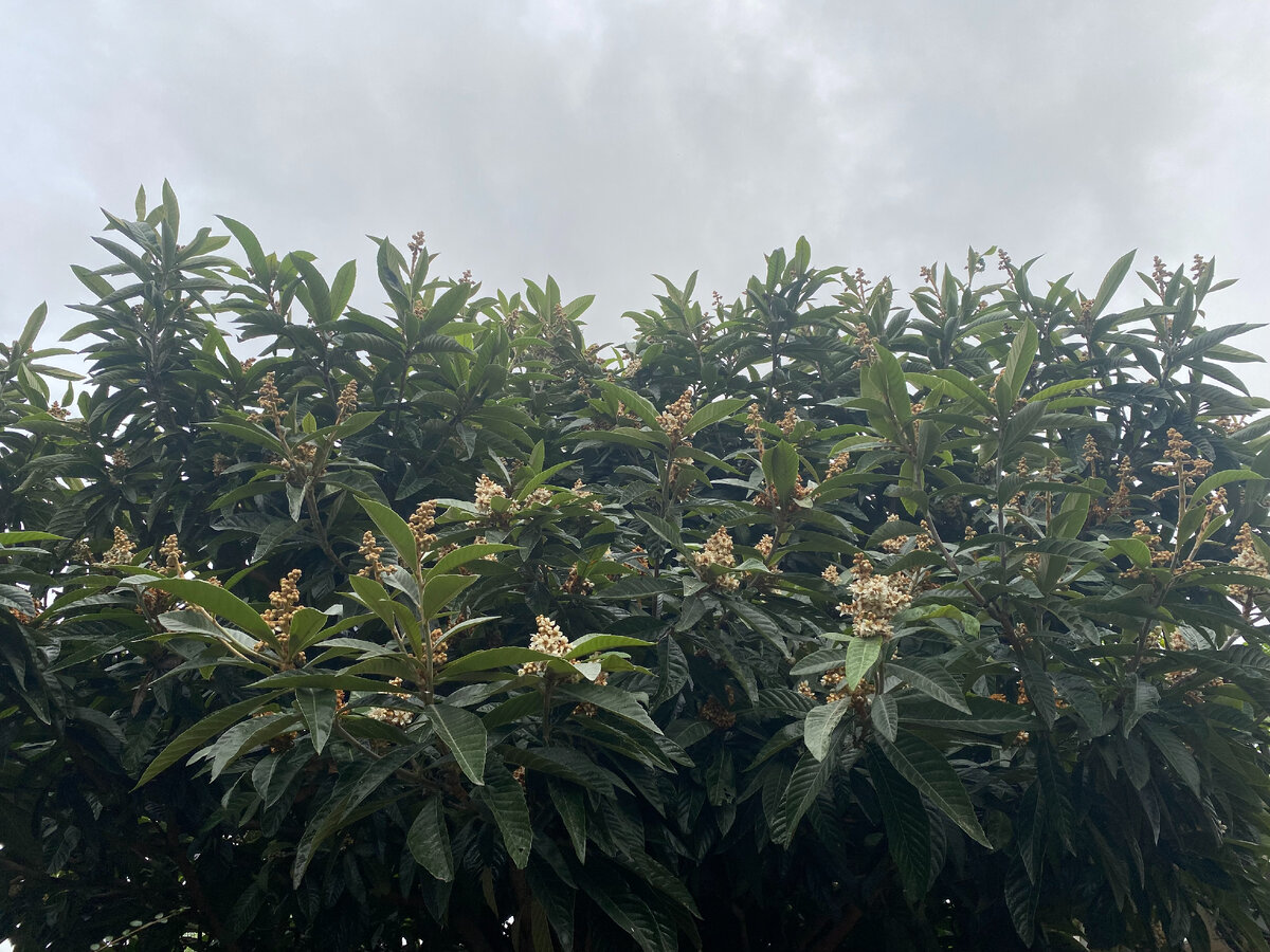 Огромное цветущее дерево мушмулы японской... Фото автора