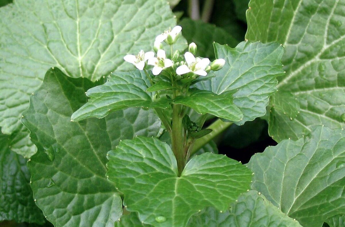    Растение васаби