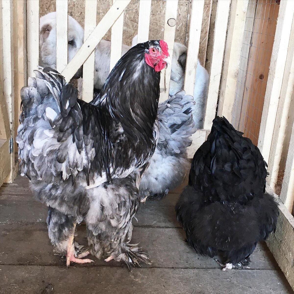 голубой и черный мрамор, фото автора