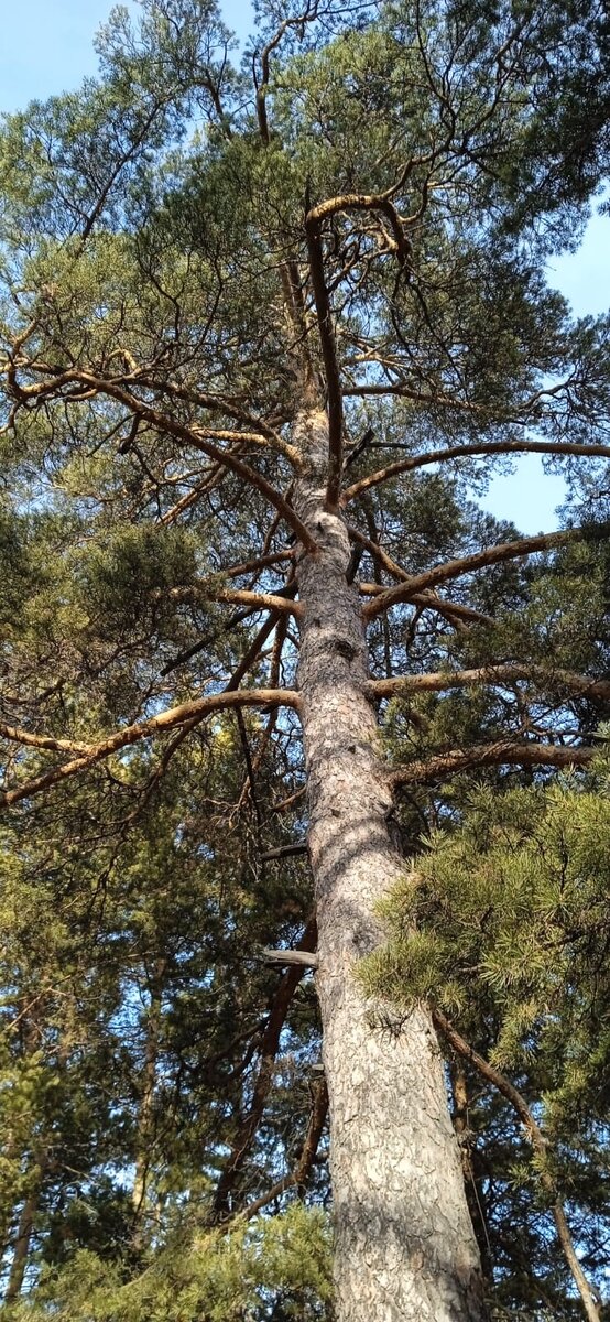 Этого великана, конечно, не нужно ни от чего укрывать. Фото Н. Гоголя