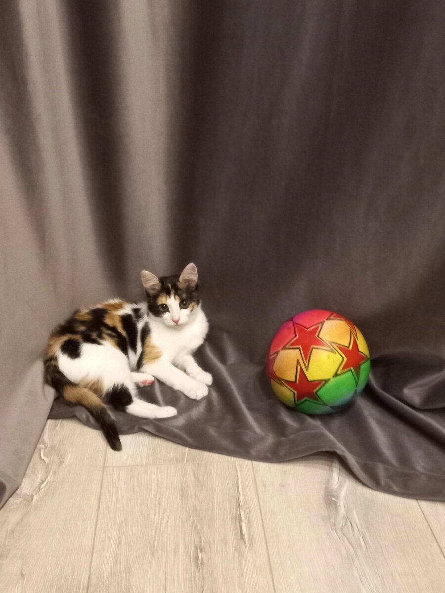 Красотка Лапушка 😻