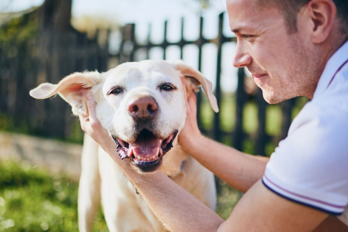 Когда собака стала чужой: простые советы по восстановлению доверия | Dog  Breeds | Дзен