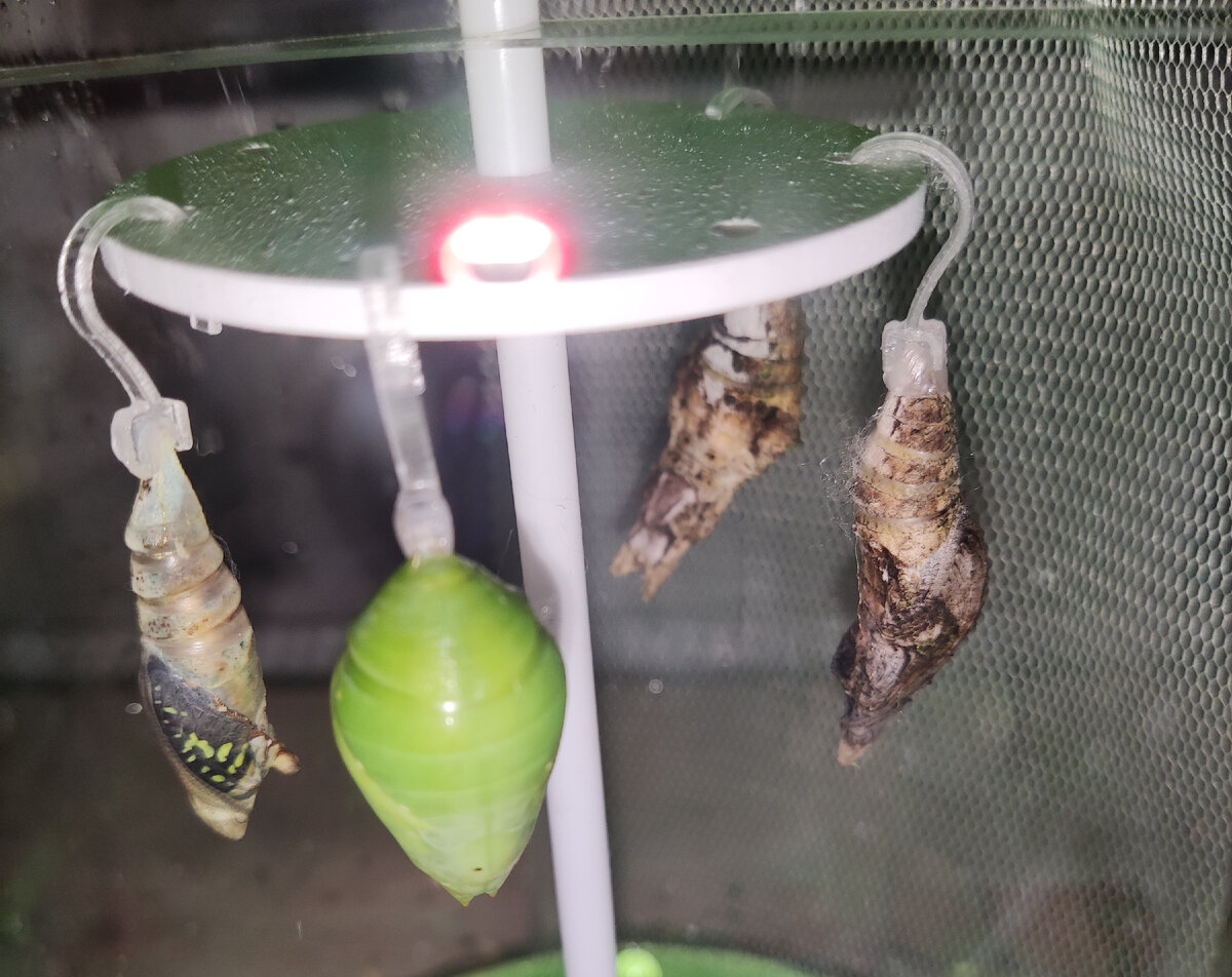 Самая правая стала "плясать" с утра. Фото: личный архив