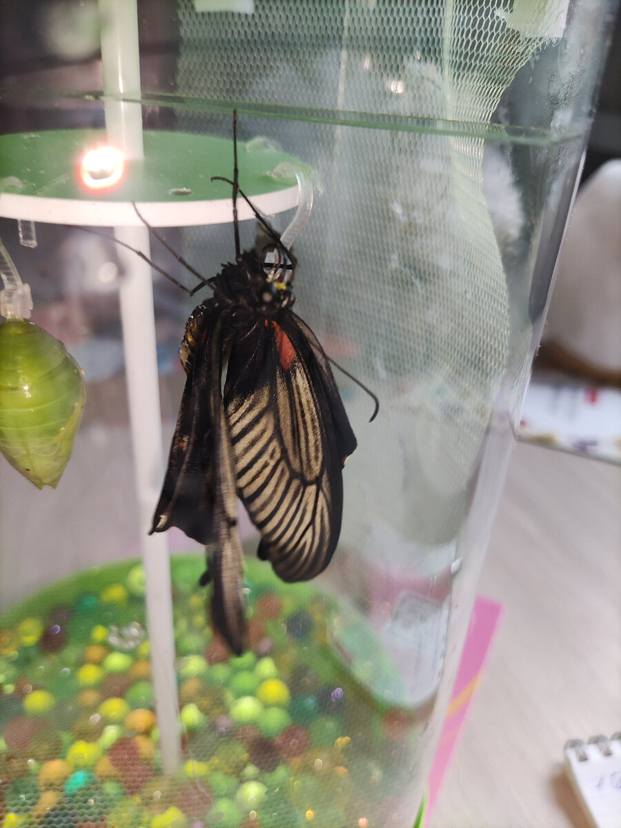 Крылья ещё не расправились. Фото: личный архив