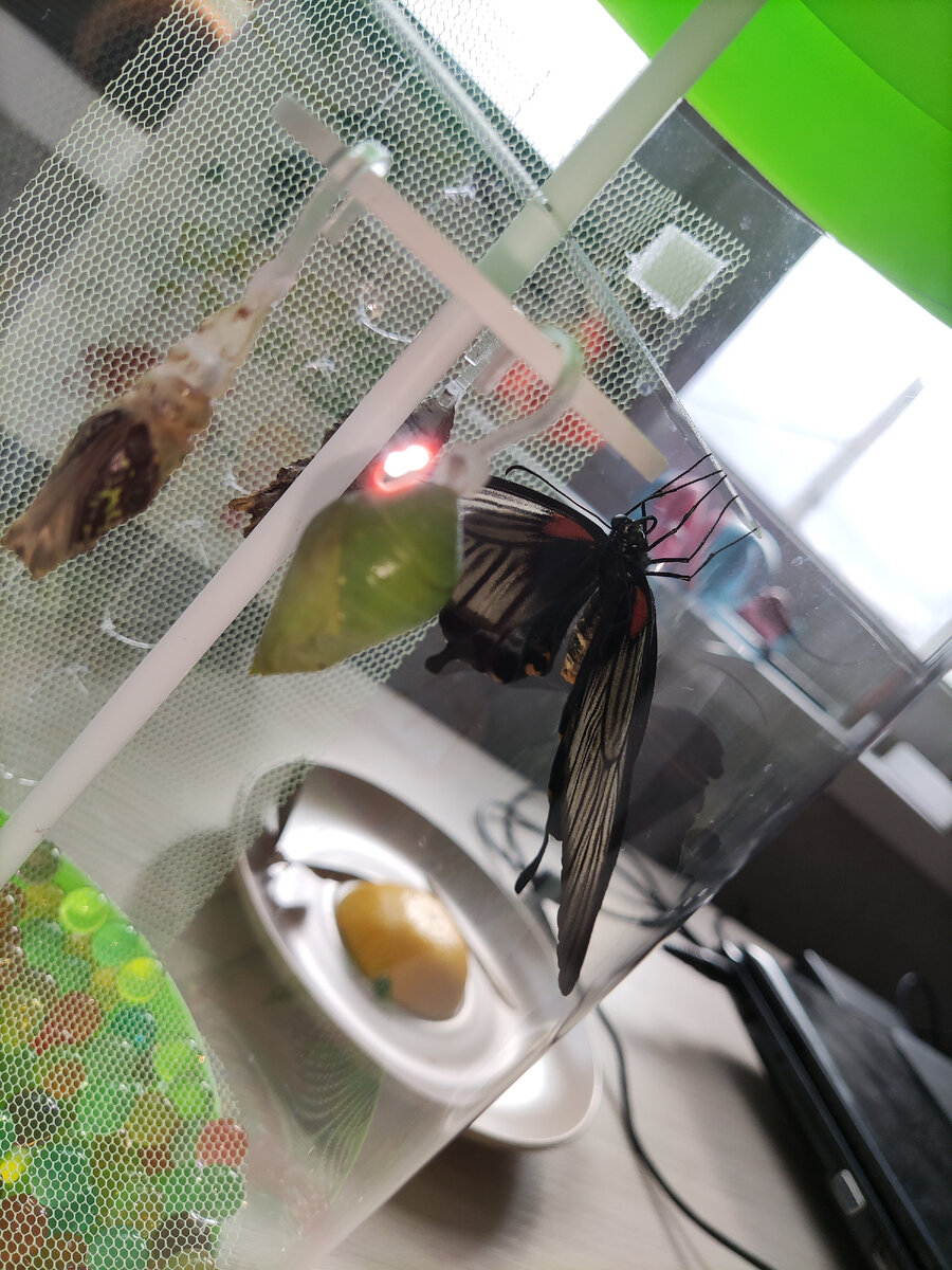 Перебралась на стойку. Фото: личный архив